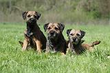 BORDER TERRIER 049